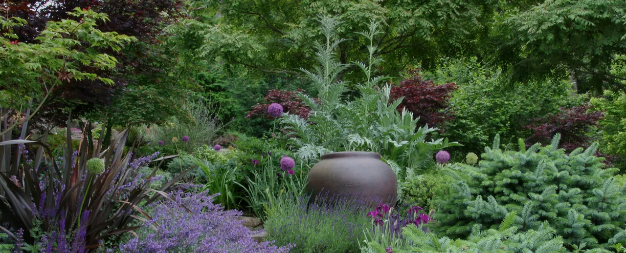 Weelderige border met lavendel, sierui, varens en een grote aardewerk pot